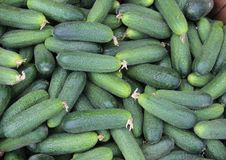 Огурцы Луховицкие